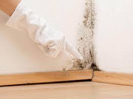  , USA Mold Removal Services Pros